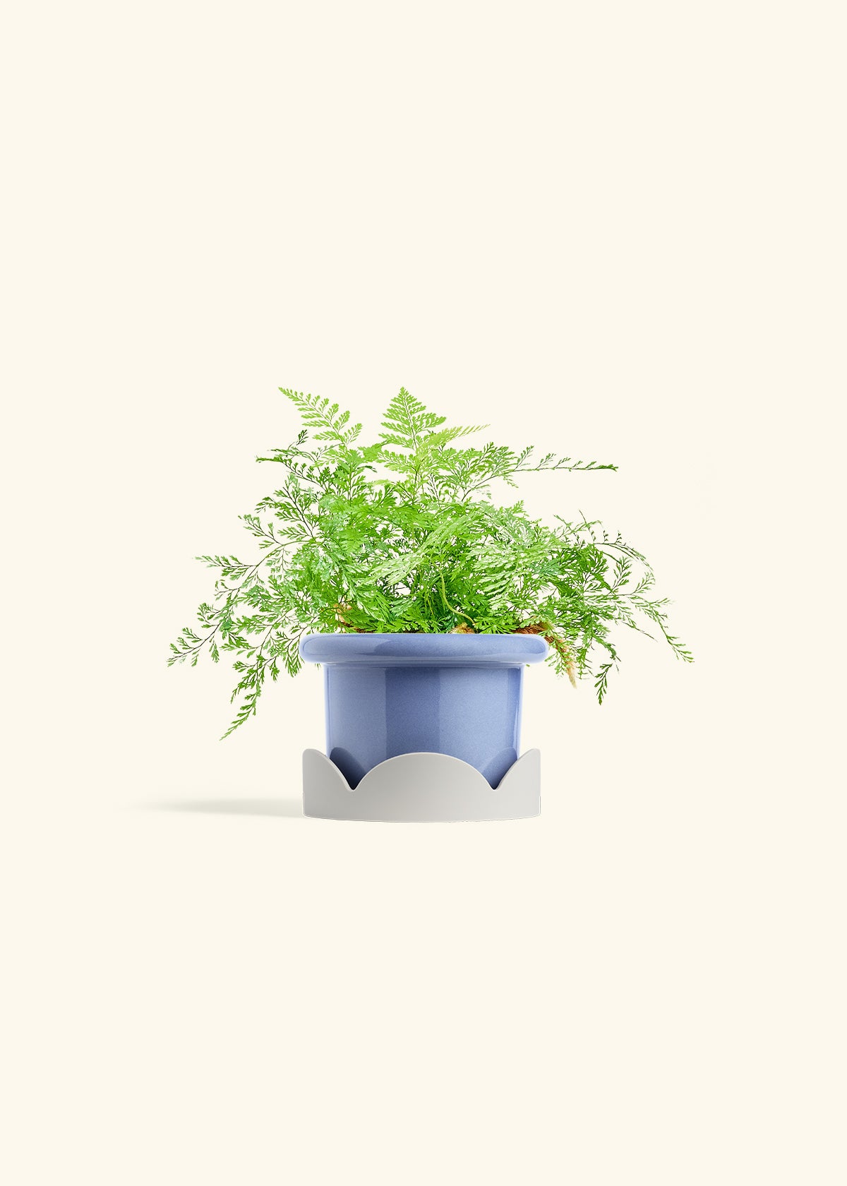 Rabbit Foot Fern in a 4 inches Fat Lip Blue Planter in a Oat Petal Drip Tray
