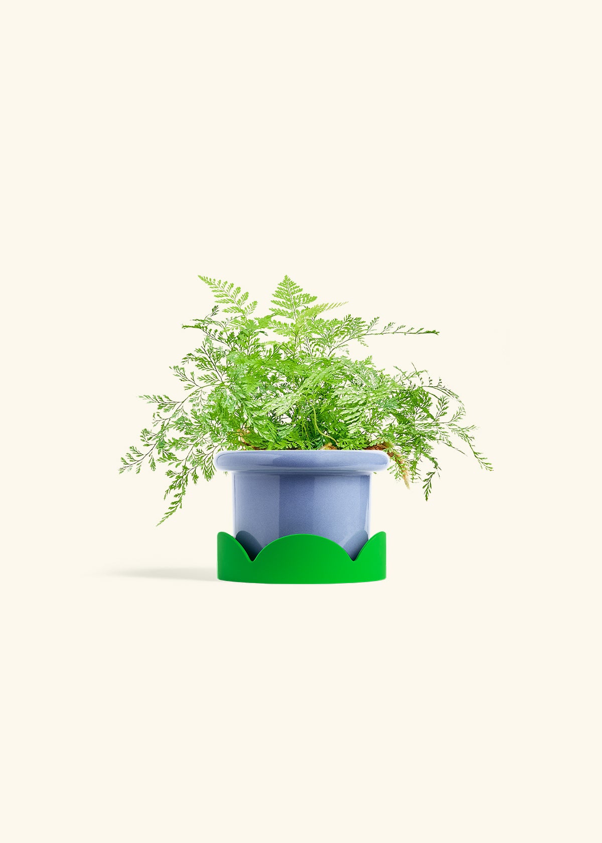 Rabbit Foot Fern in a 4 inches Fat Lip Blue Planter in a Shamrock Petal Drip Tray