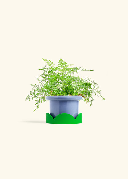 Rabbit Foot Fern in a 4 inches Fat Lip Blue Planter in a Shamrock Petal Drip Tray
