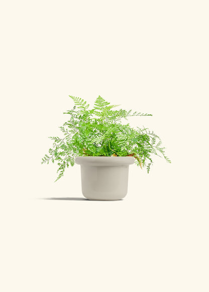 Rabbit Foot Fern in a 4 inches Fat Lip Oat Planter 