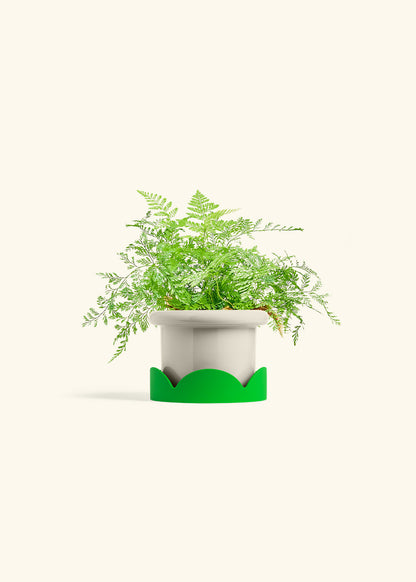 Rabbit Foot Fern in a 4 inches Fat Lip Oat Planter in a Shamrock Petal Drip Tray