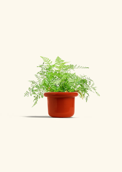 Rabbit Foot Fern in a 4 inches Fat Lip Red Planter 