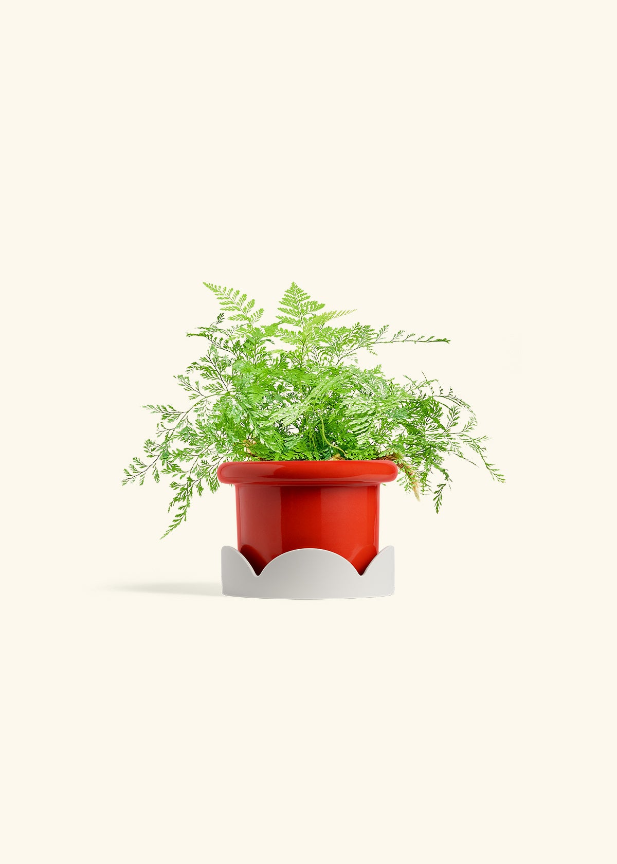 Rabbit Foot Fern in a 4 inches Fat Lip Red Planter in a Oat Petal Drip Tray