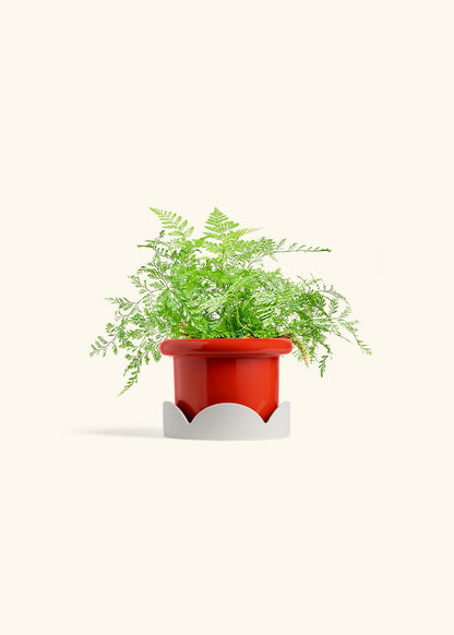 Rabbit Foot Fern in a 4 inches Fat Lip Red Planter in a Oat Petal Drip Tray