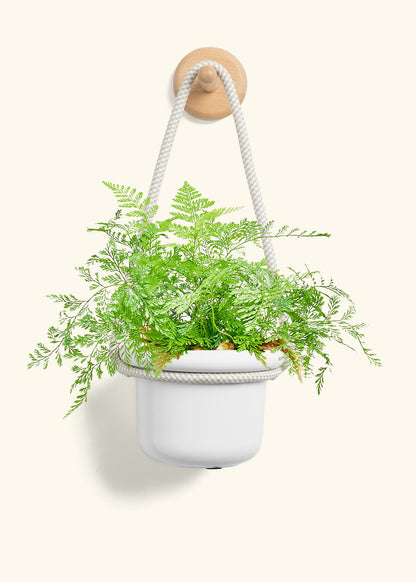 Rabbit Foot Fern, Small
