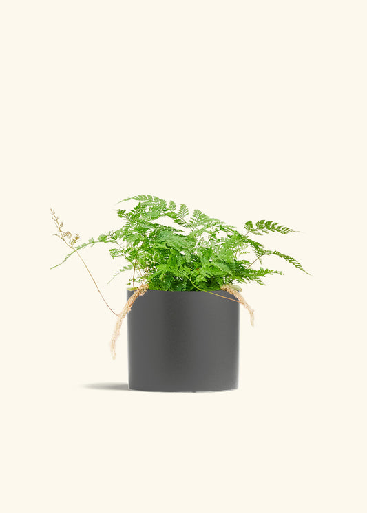 Rabbit Foot Fern in a 6 inches Charcoal Classic Cylinder Planter 