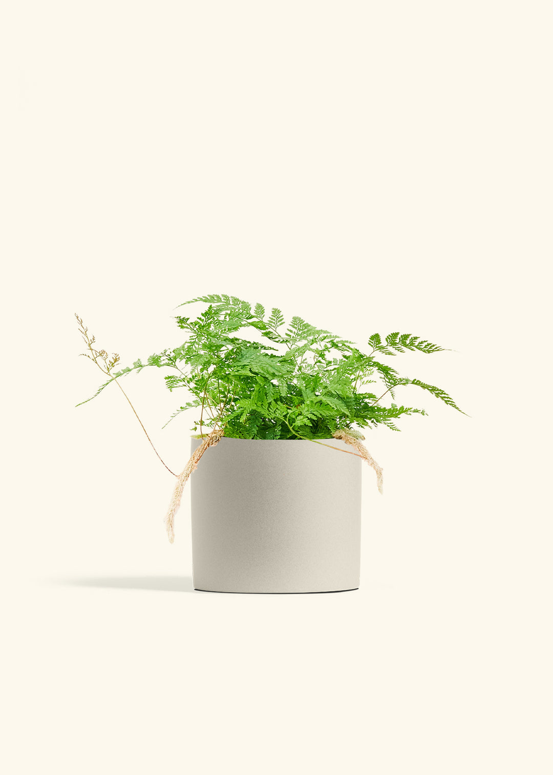 Rabbit Foot Fern in a 6 inches Oat Classic Cylinder Planter 