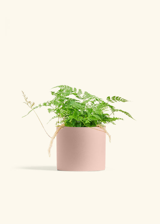 Rabbit Foot Fern in a 6 inches Pink Classic Cylinder Planter 