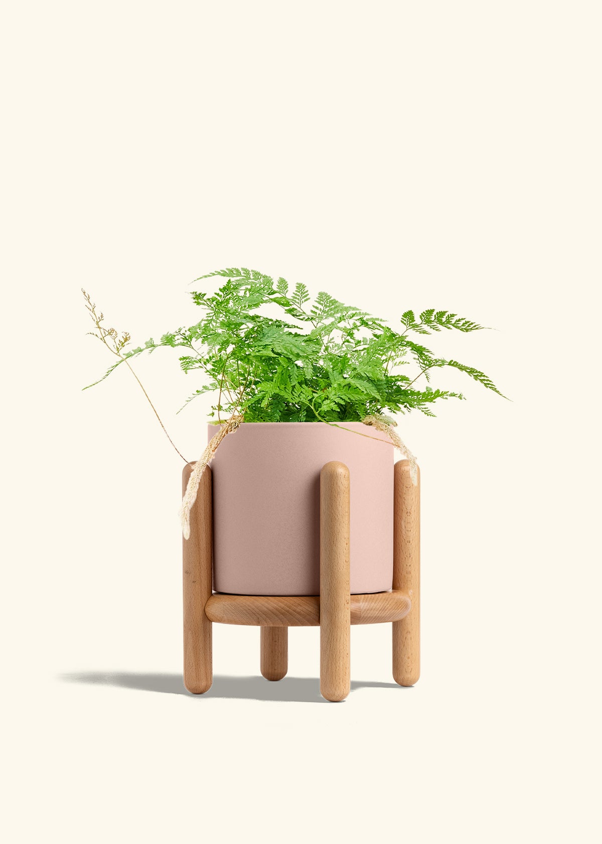 Rabbit Foot Fern in a 6 inches Pink Classic Cylinder Planter in a Beech Wood Stand