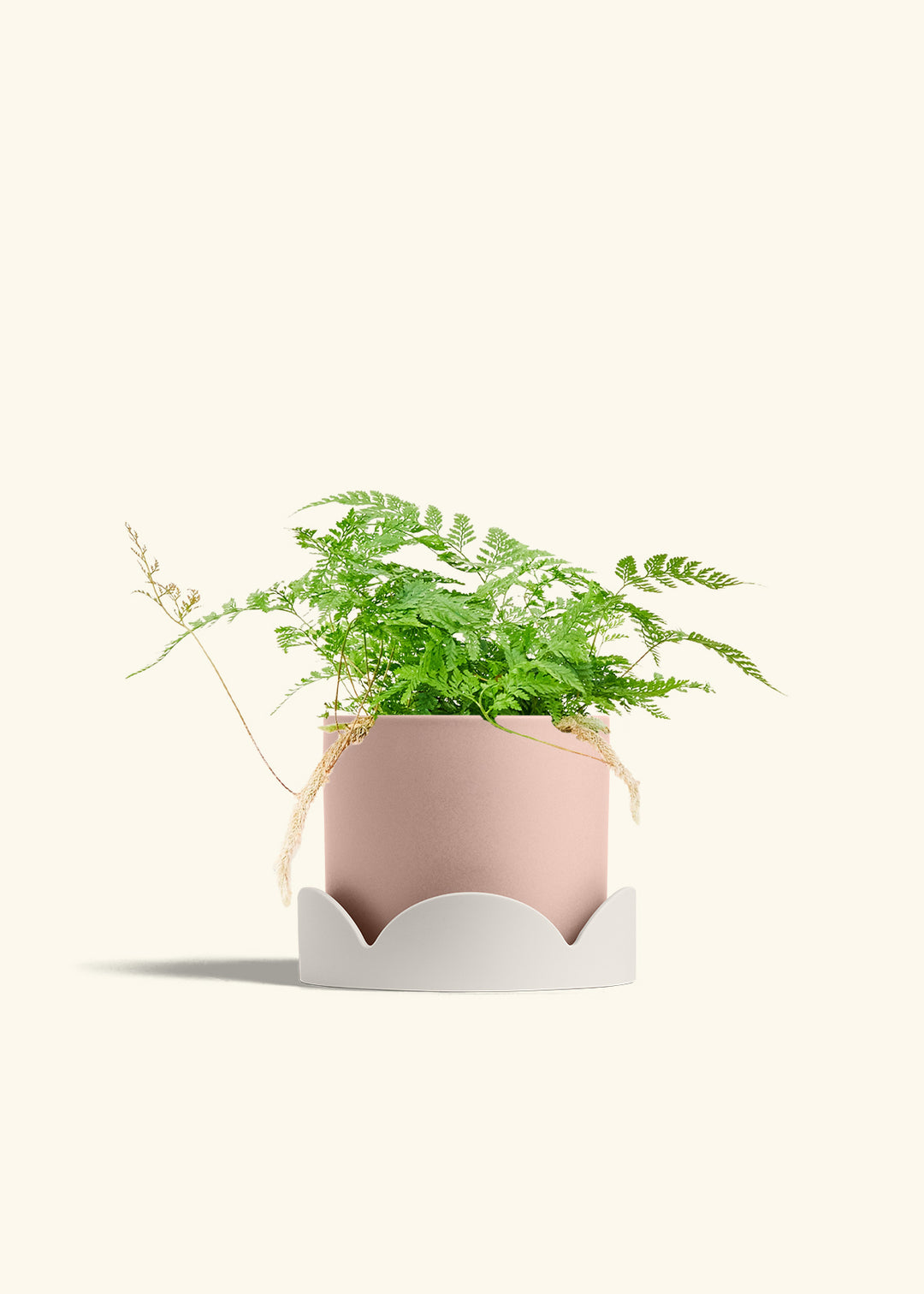 Rabbit Foot Fern in a 6 inches Pink Classic Cylinder Planter in a Oat Petal Drip Tray