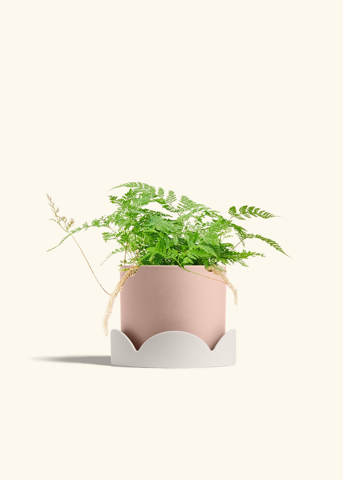 Rabbit Foot Fern in a 6 inches Pink Classic Cylinder Planter in a Oat Petal Drip Tray