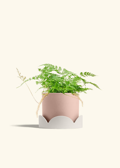 Rabbit Foot Fern in a 6 inches Pink Classic Cylinder Planter in a Oat Petal Drip Tray