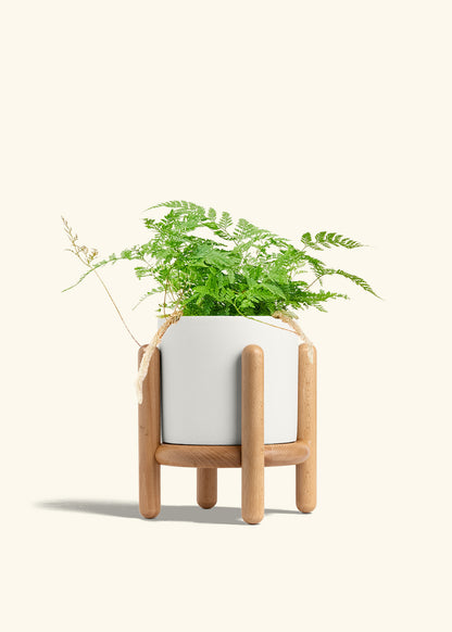 Rabbit Foot Fern in a 6 inches White Classic Cylinder Planter in a Beech Wood Stand