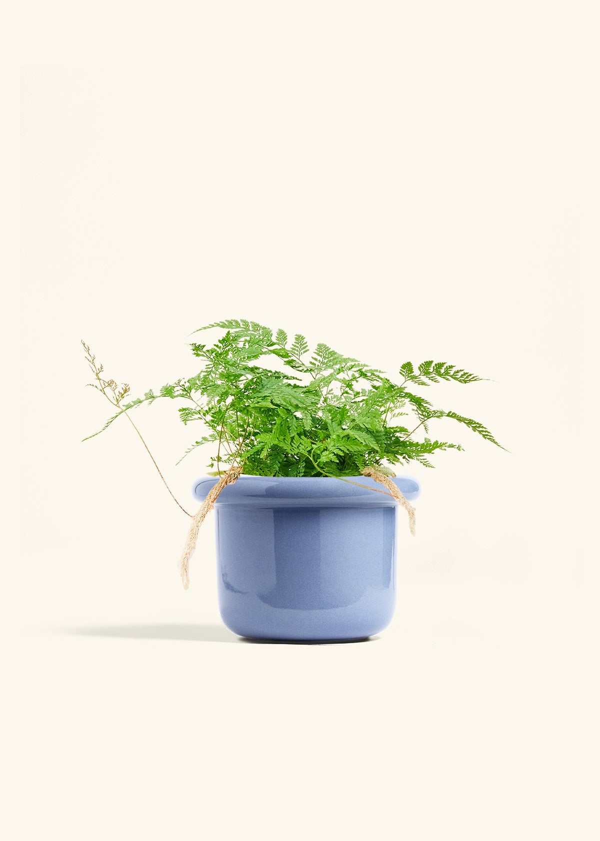 blue star fern rabbits foot Rabbit Foot Fern