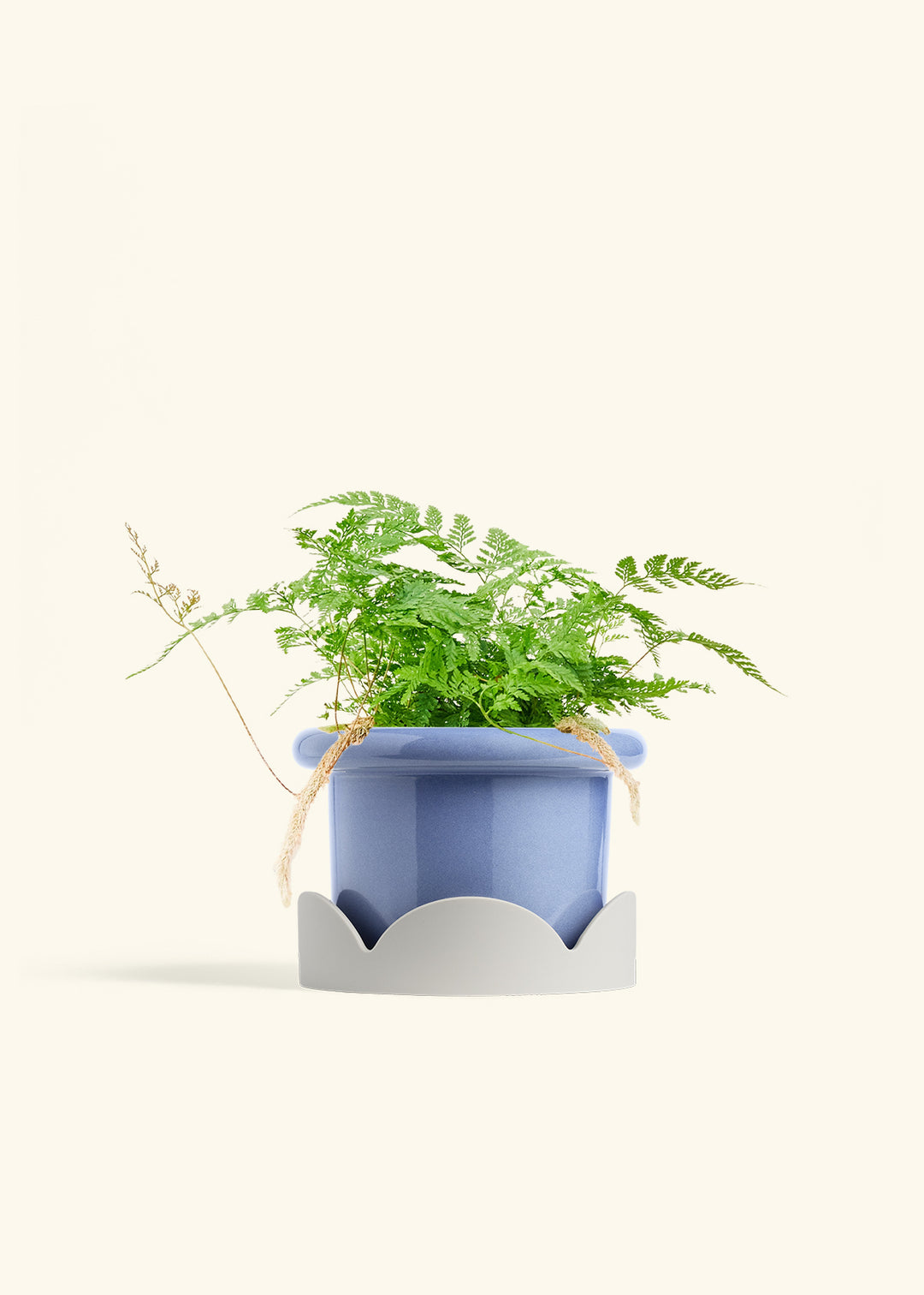 Rabbit Foot Fern in a 6 inches Fat Lip Blue Planter in a Oat Petal Drip Tray