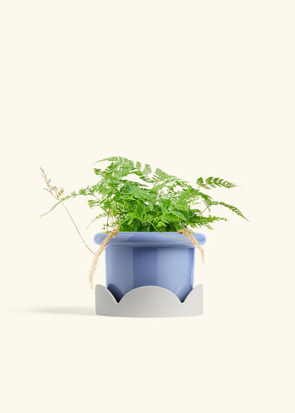 Rabbit Foot Fern in a 6 inches Fat Lip Blue Planter in a Oat Petal Drip Tray