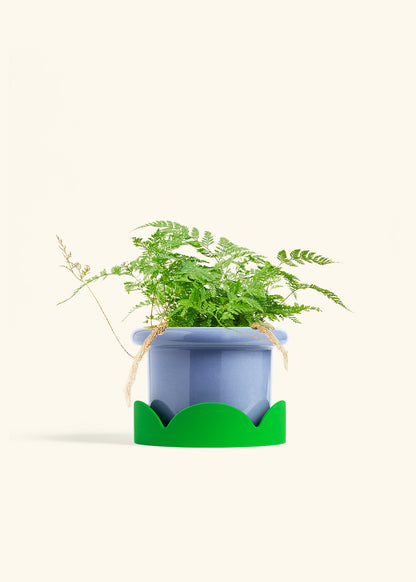 Rabbit Foot Fern in a 6 inches Fat Lip Blue Planter in a Shamrock Petal Drip Tray