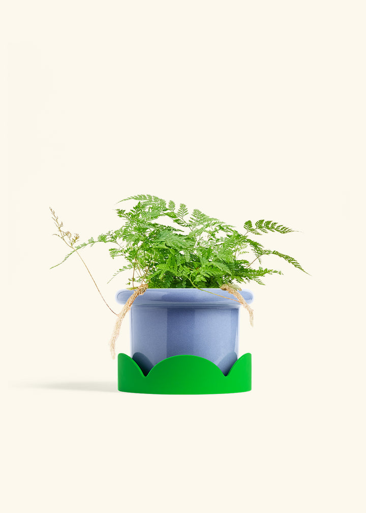 Rabbit Foot Fern in a 6 inches Fat Lip Blue Planter in a Shamrock Petal Drip Tray