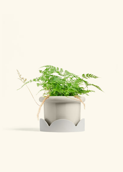 Rabbit Foot Fern in a 6 inches Fat Lip Red Planter in a Oat Petal Drip Tray