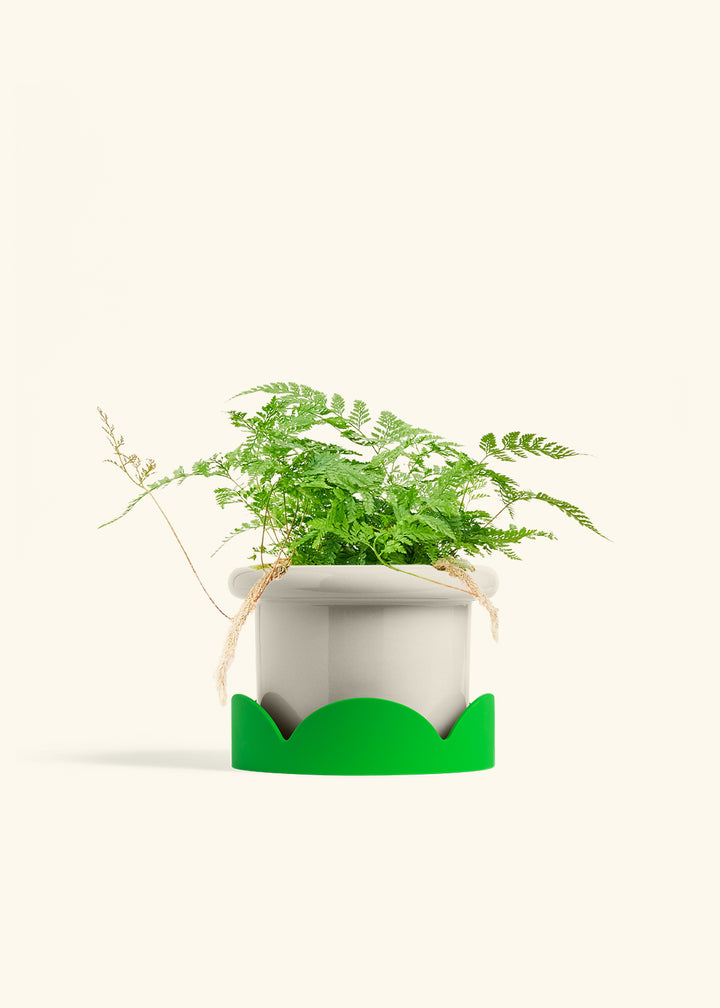 Rabbit Foot Fern in a 6 inches Fat Lip Red Planter in a Shamrock Petal Drip Tray