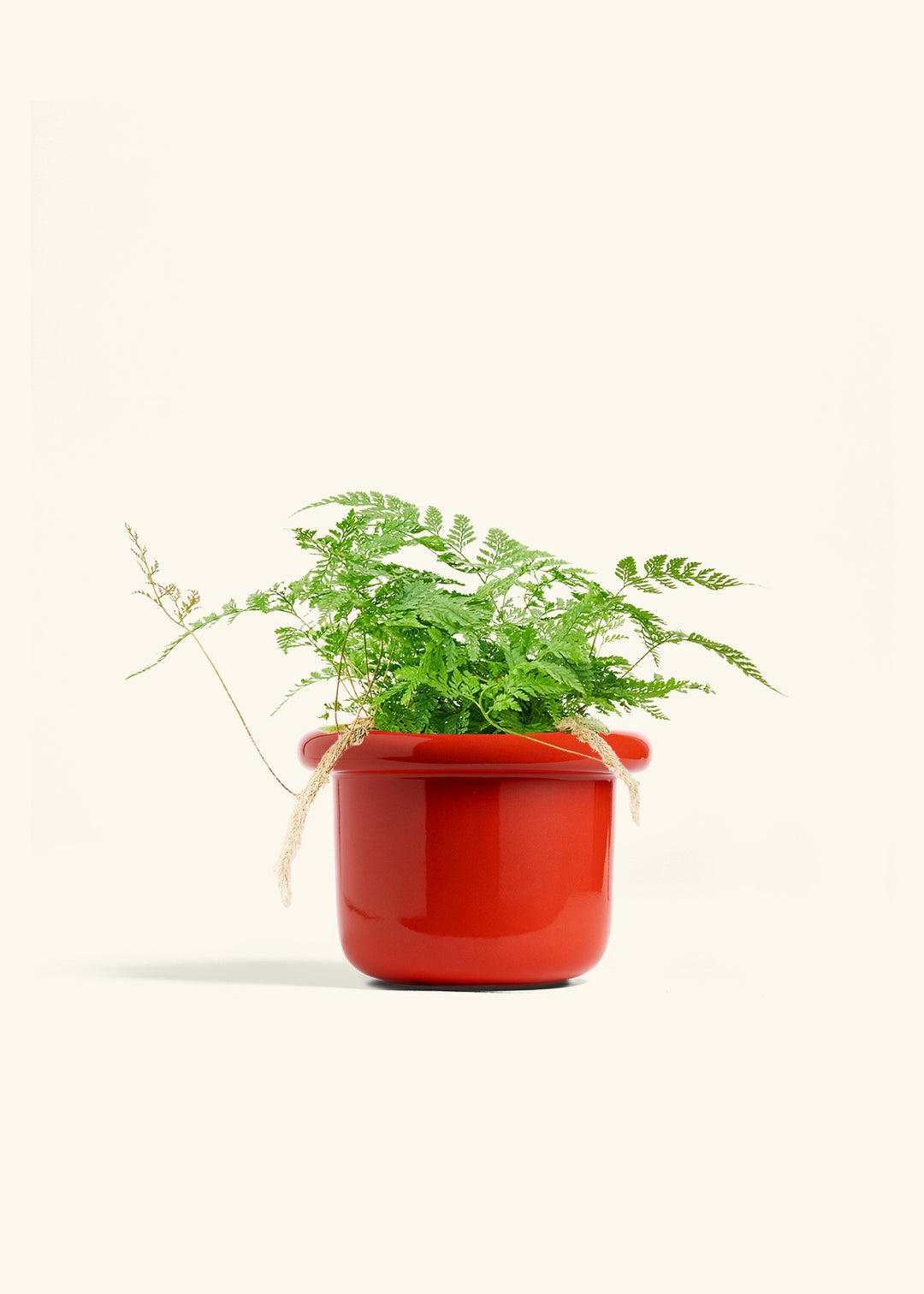 Rabbit Foot Fern in a 6 inches Fat Lip Oat Planter 