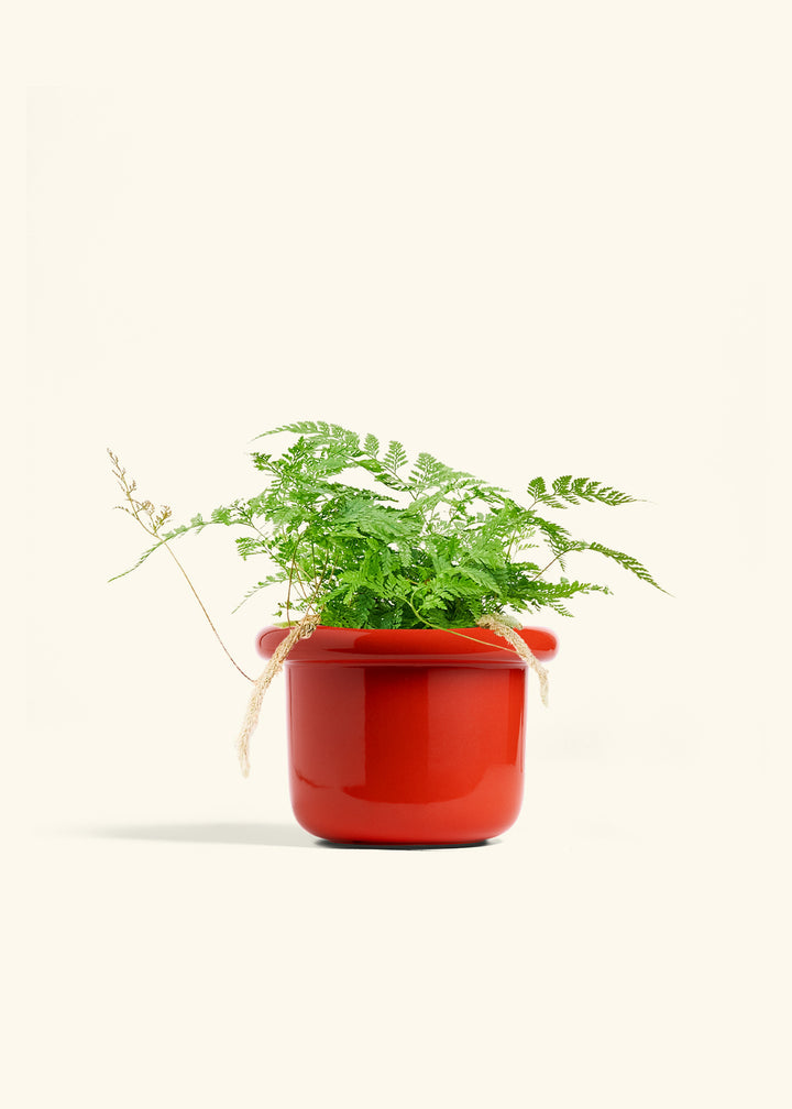 Rabbit Foot Fern in a 6 inches Fat Lip Oat Planter 