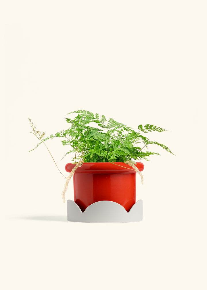 Rabbit Foot Fern in a 6 inches Fat Lip Oat Planter in a Oat Petal Drip Tray