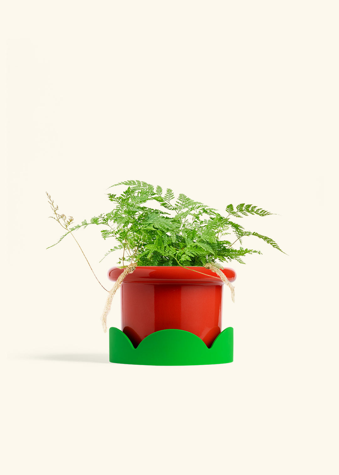 Rabbit Foot Fern in a 6 inches Fat Lip Oat Planter in a Shamrock Petal Drip Tray