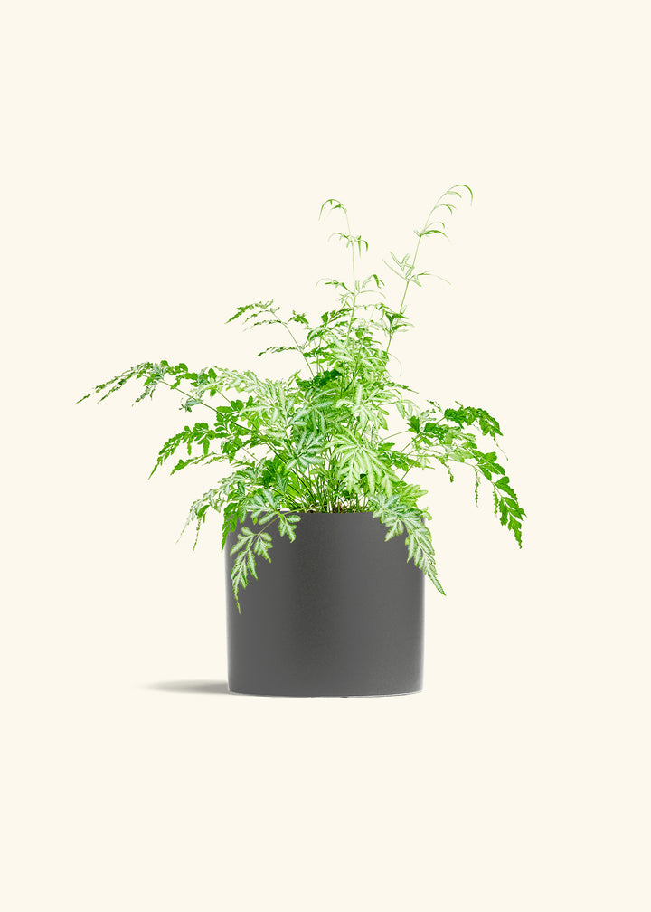 Silver Lace Fern in a 6 inches Charcoal Classic Cylinder Planter 