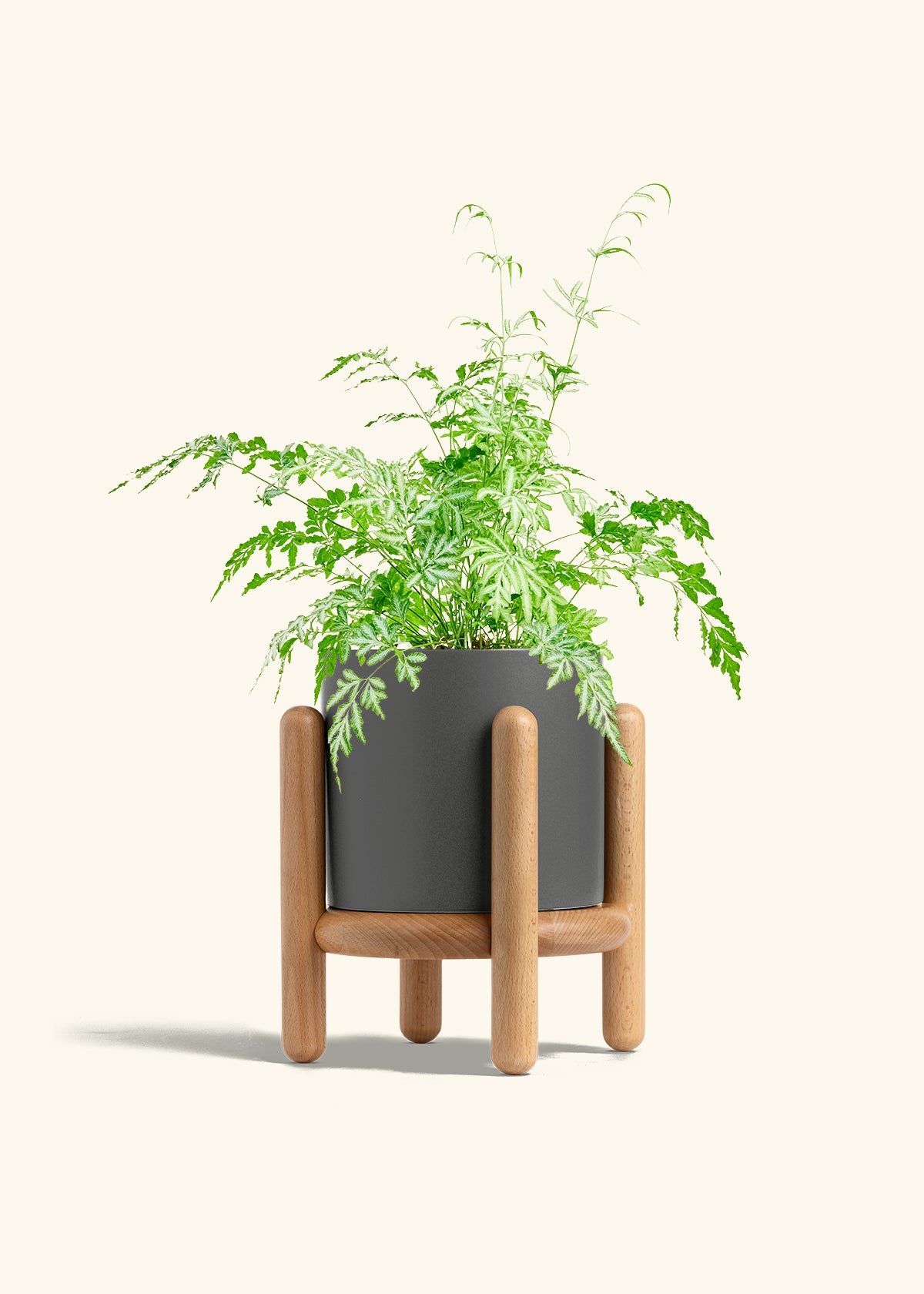 Silver Lace Fern in a 6 inches Charcoal Classic Cylinder Planter in a Beech Wood Stand