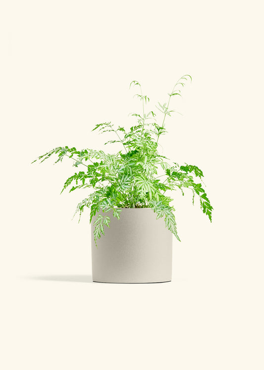 Silver Lace Fern in a 6 inches Oat Classic Cylinder Planter 