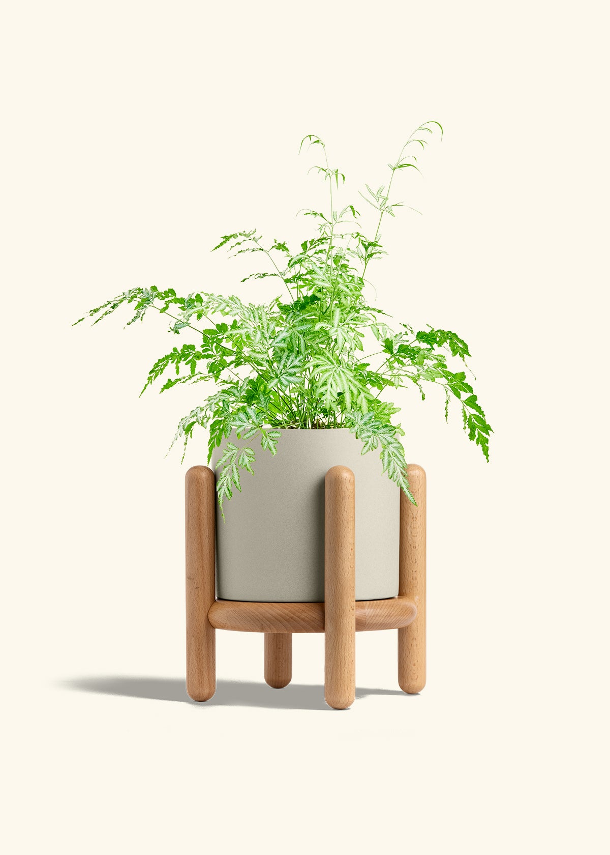 Silver Lace Fern in a 6 inches Oat Classic Cylinder Planter in a Beech Wood Stand
