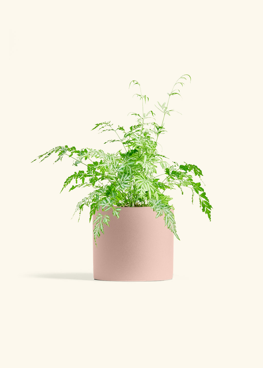 Silver Lace Fern in a 6 inches Pink Classic Cylinder Planter 