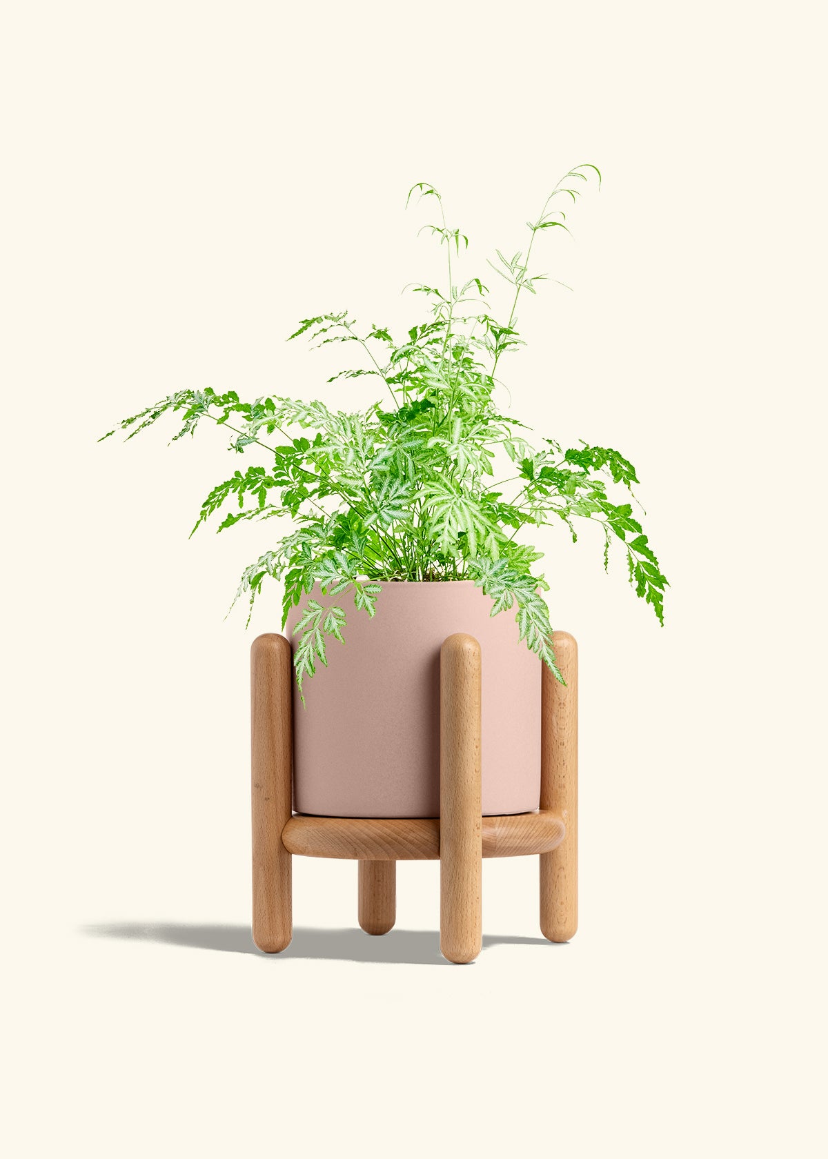 Silver Lace Fern in a 6 inches Pink Classic Cylinder Planter in a Beech Wood Stand