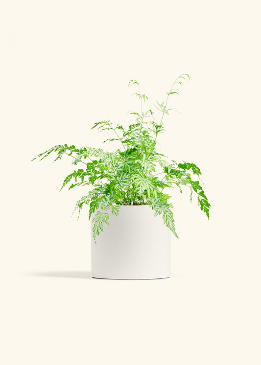 Silver Lace Fern in a 6 inches White Classic Cylinder Planter 