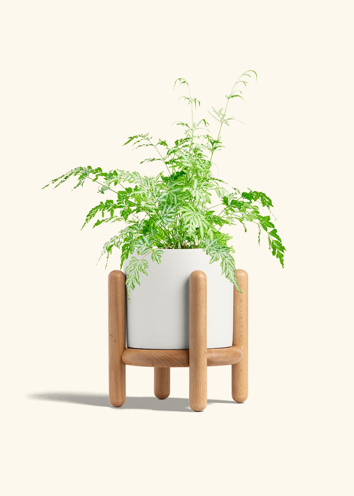 Silver Lace Fern in a 6 inches White Classic Cylinder Planter in a Beech Wood Stand