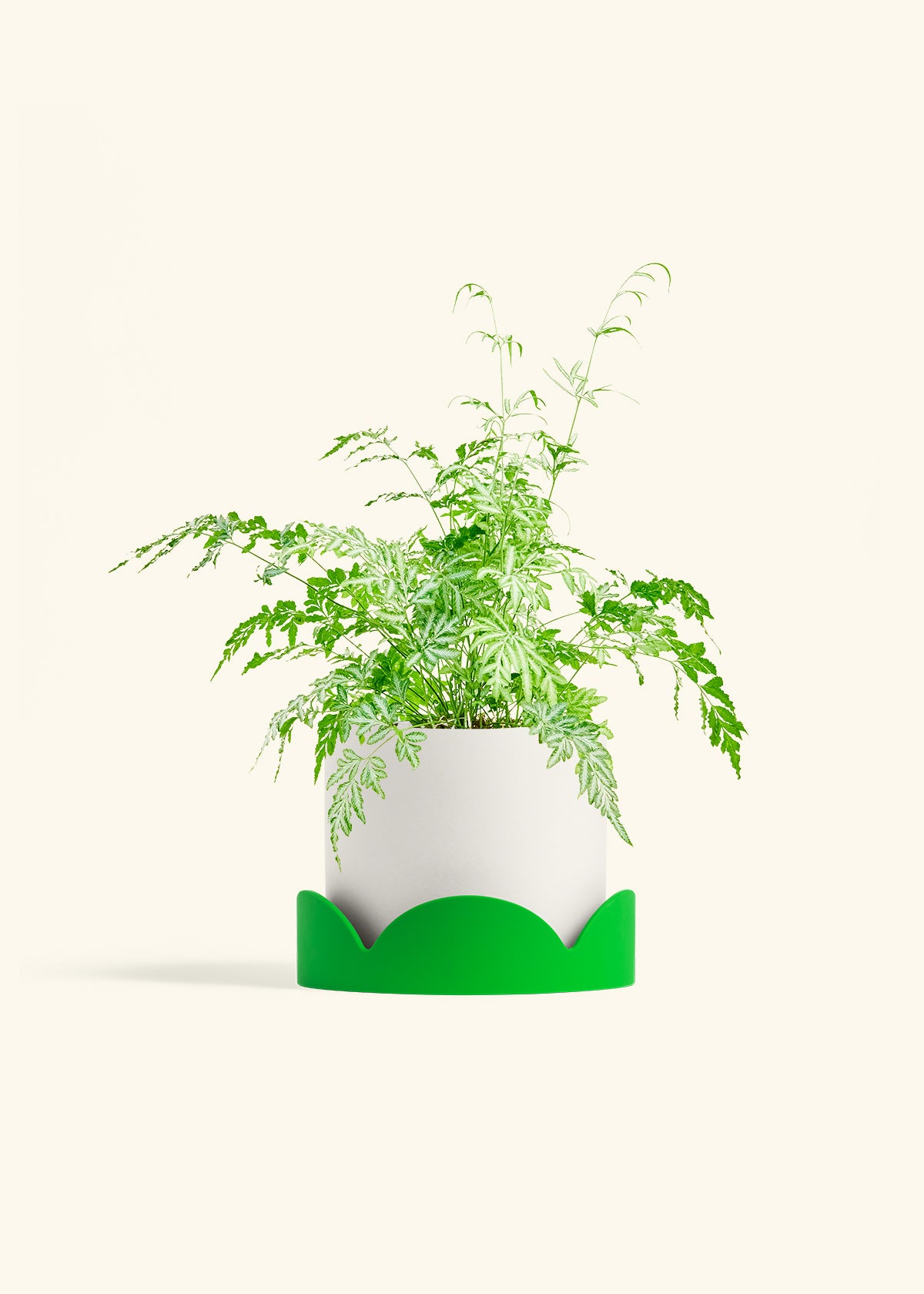 Classic Planter Tray Combo, Polar White