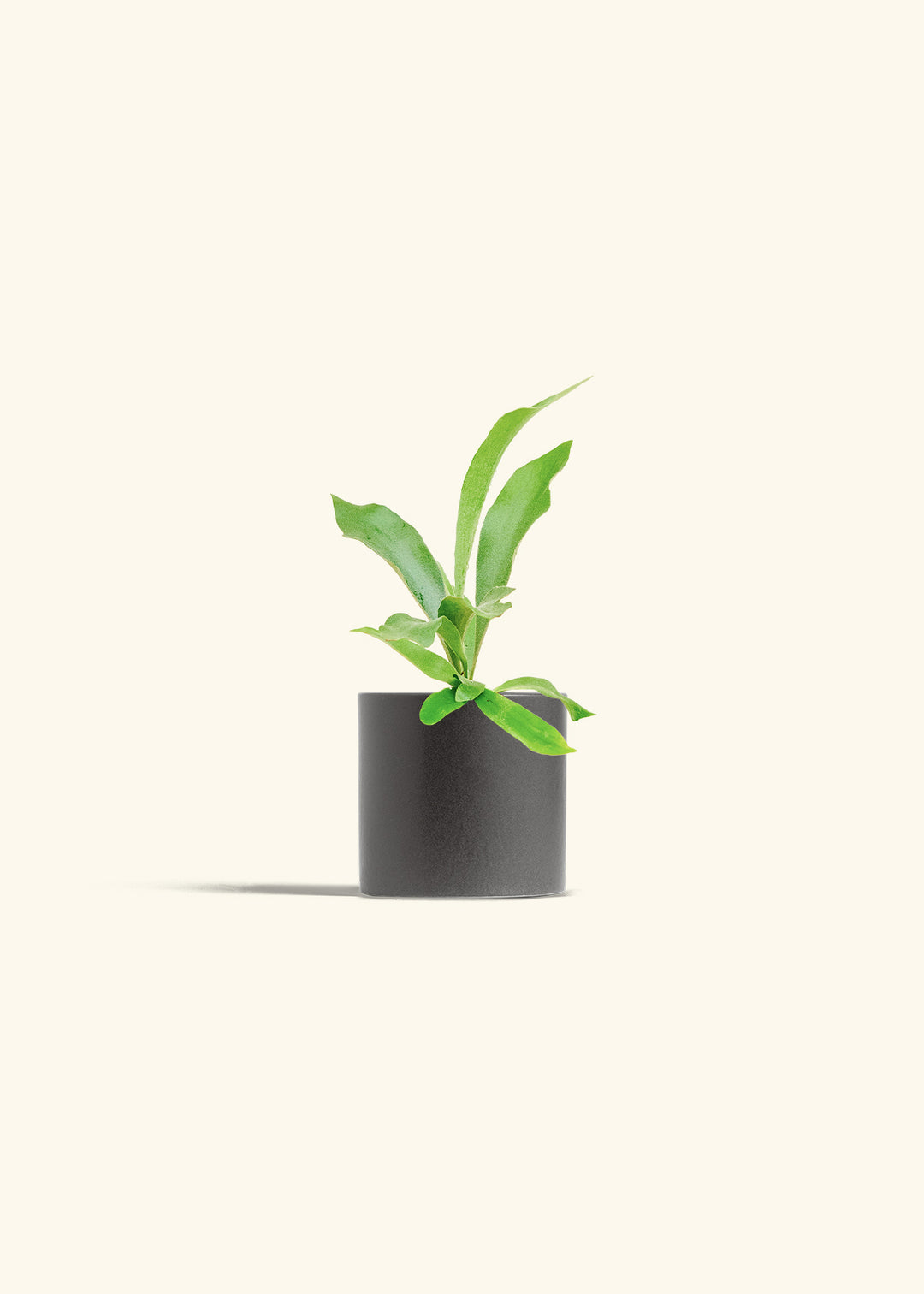 Staghorn Fern in a 4 inches Charcoal Classic Cylinder Planter 