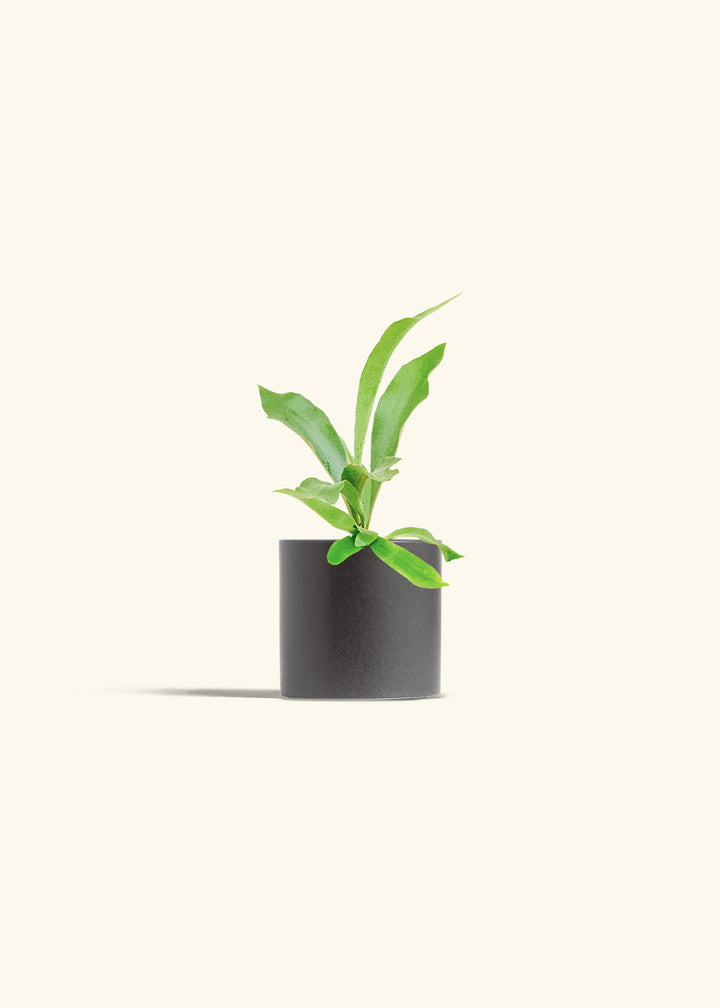 Staghorn Fern in a 4 inches Charcoal Classic Cylinder Planter 