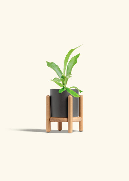 Staghorn Fern in a 4 inches Charcoal Classic Cylinder Planter in a Beech Wood Stand