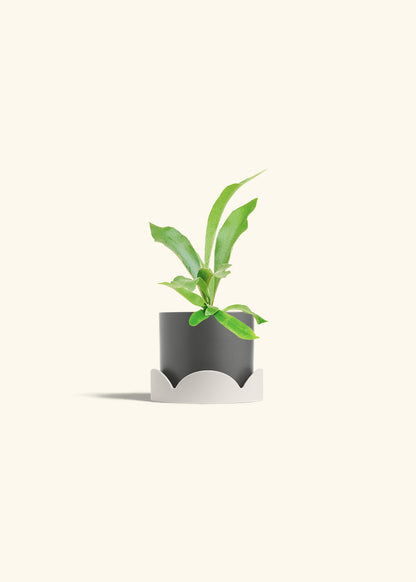 Staghorn Fern in a 4 inches Charcoal Classic Cylinder Planter in a Oat Petal Drip Tray