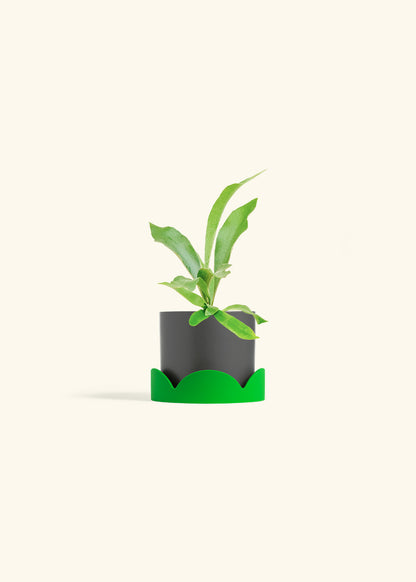 Staghorn Fern in a 4 inches Charcoal Classic Cylinder Planter in a Shamrock Petal Drip Tray