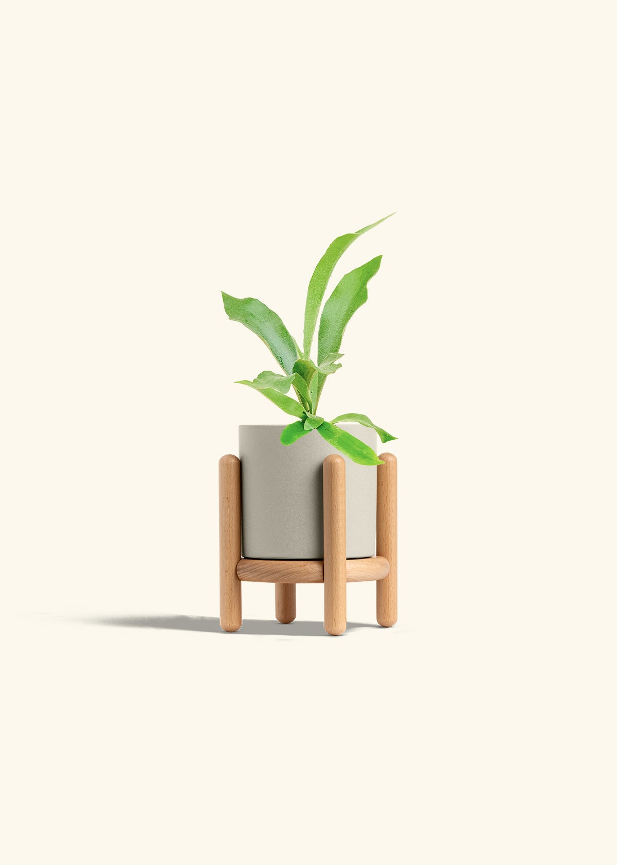 Staghorn Fern in a 4 inches Oat Classic Cylinder Planter in a Beech Wood Stand