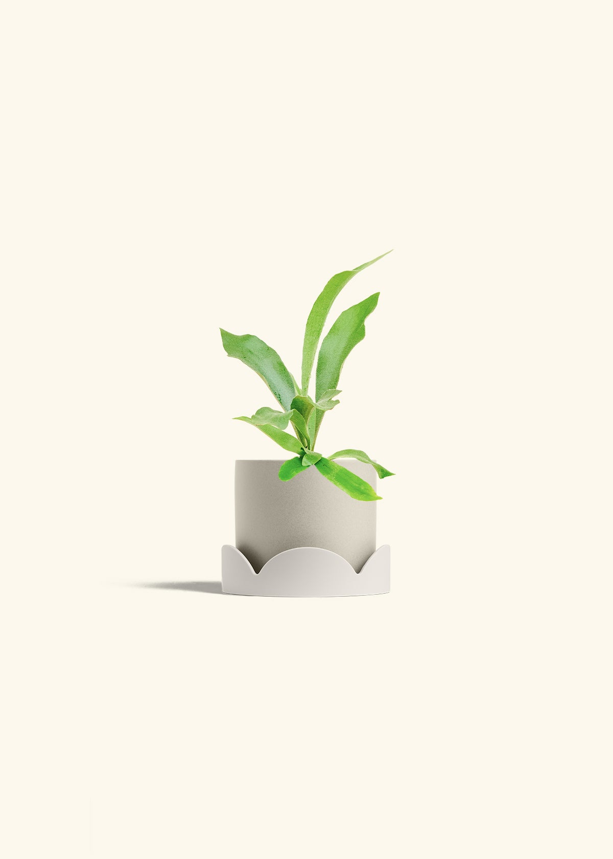 Staghorn Fern in a 4 inches Oat Classic Cylinder Planter in a Oat Petal Drip Tray