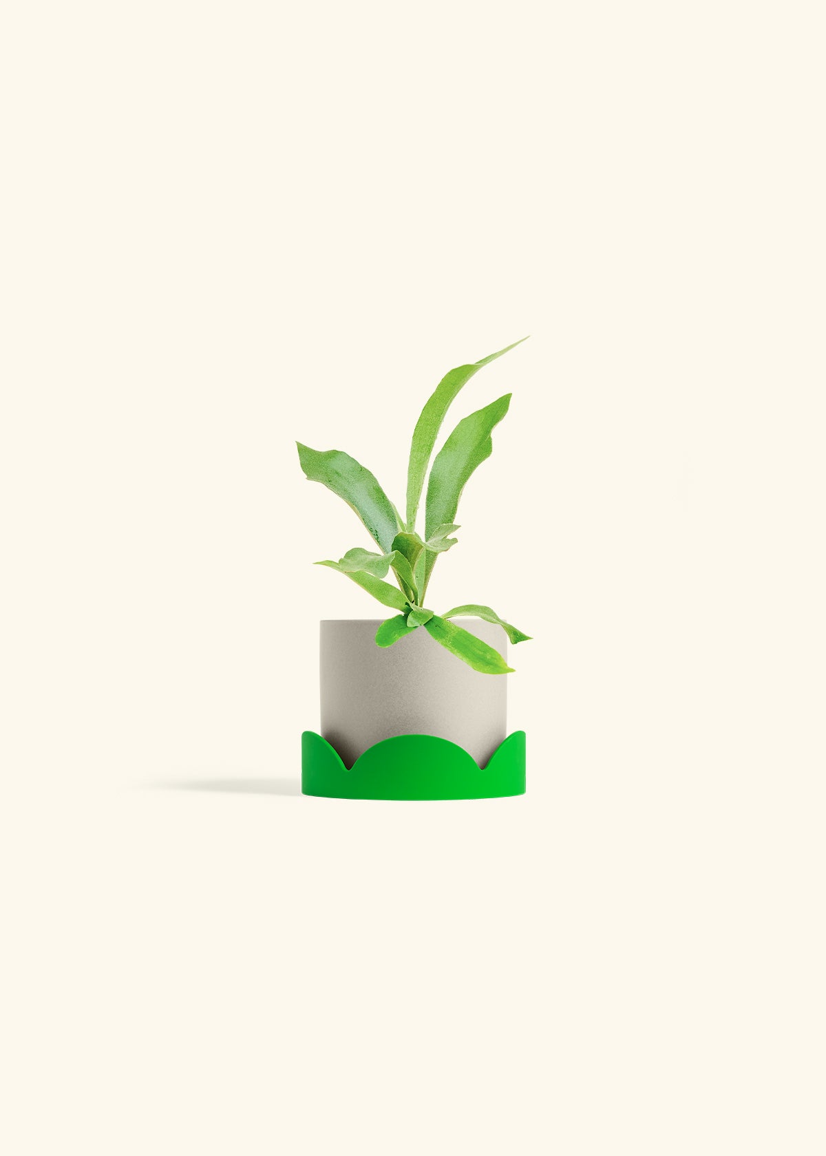 Staghorn Fern in a 4 inches Oat Classic Cylinder Planter in a Shamrock Petal Drip Tray