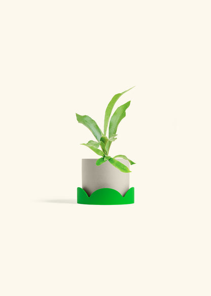 Staghorn Fern in a 4 inches Oat Classic Cylinder Planter in a Shamrock Petal Drip Tray