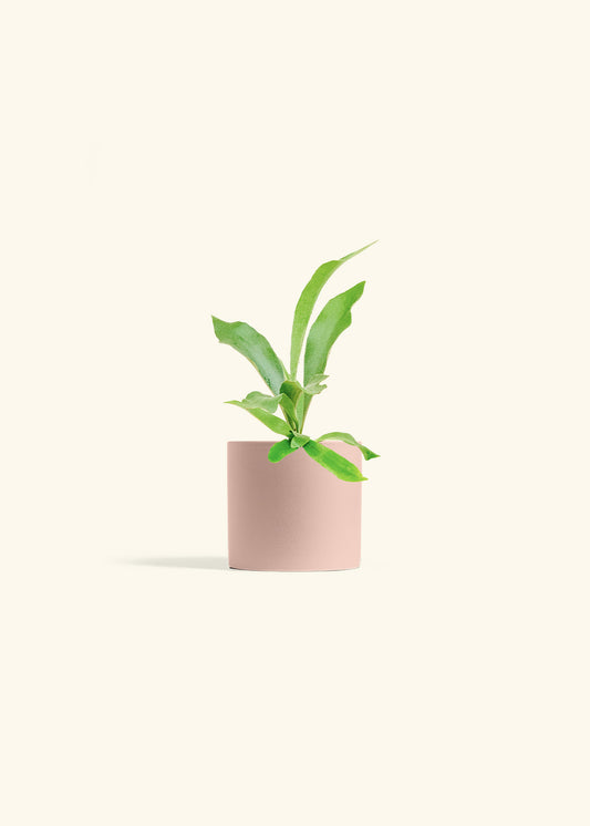 Staghorn Fern in a 4 inches Pink Classic Cylinder Planter 