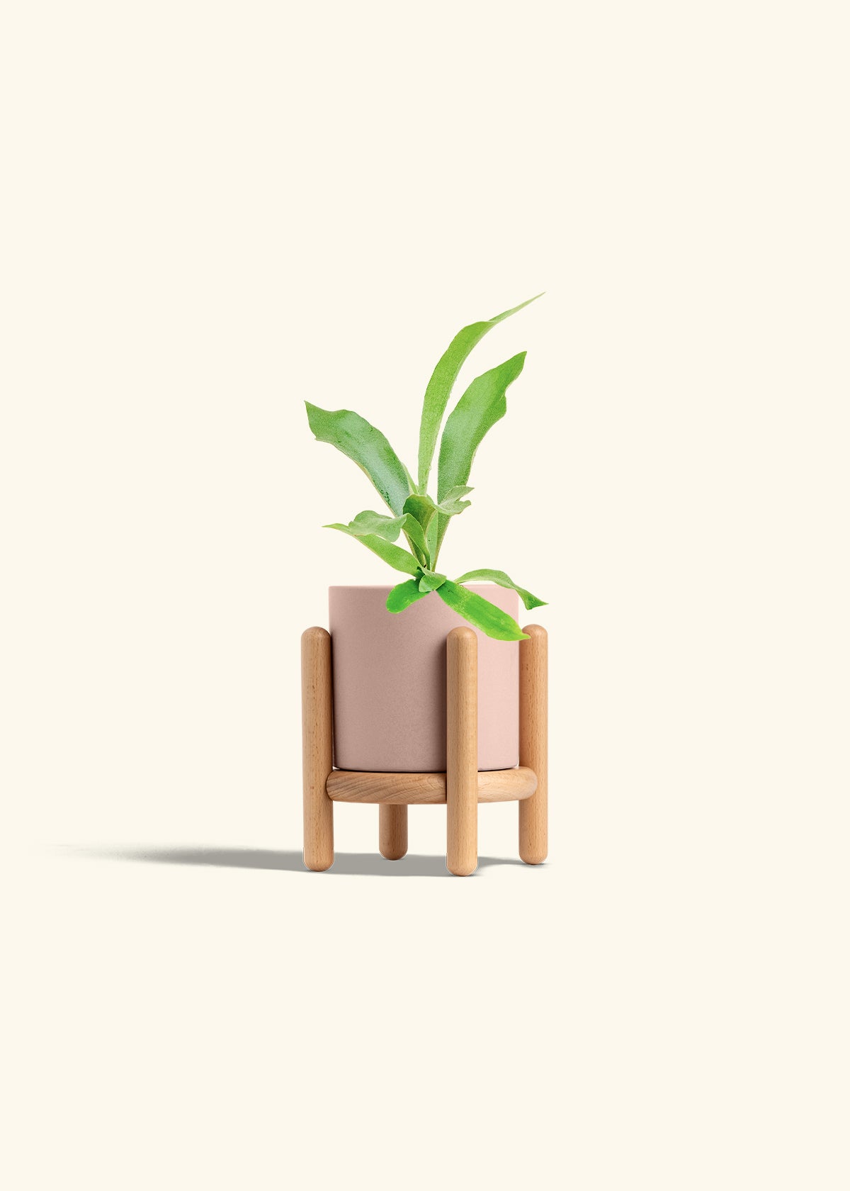 Staghorn Fern in a 4 inches Pink Classic Cylinder Planter in a Beech Wood Stand