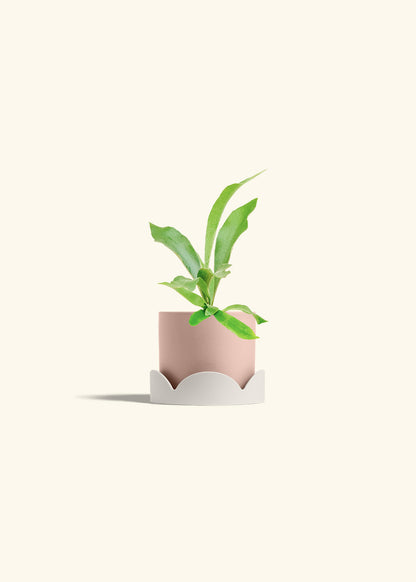 Staghorn Fern in a 4 inches Pink Classic Cylinder Planter in a Oat Petal Drip Tray