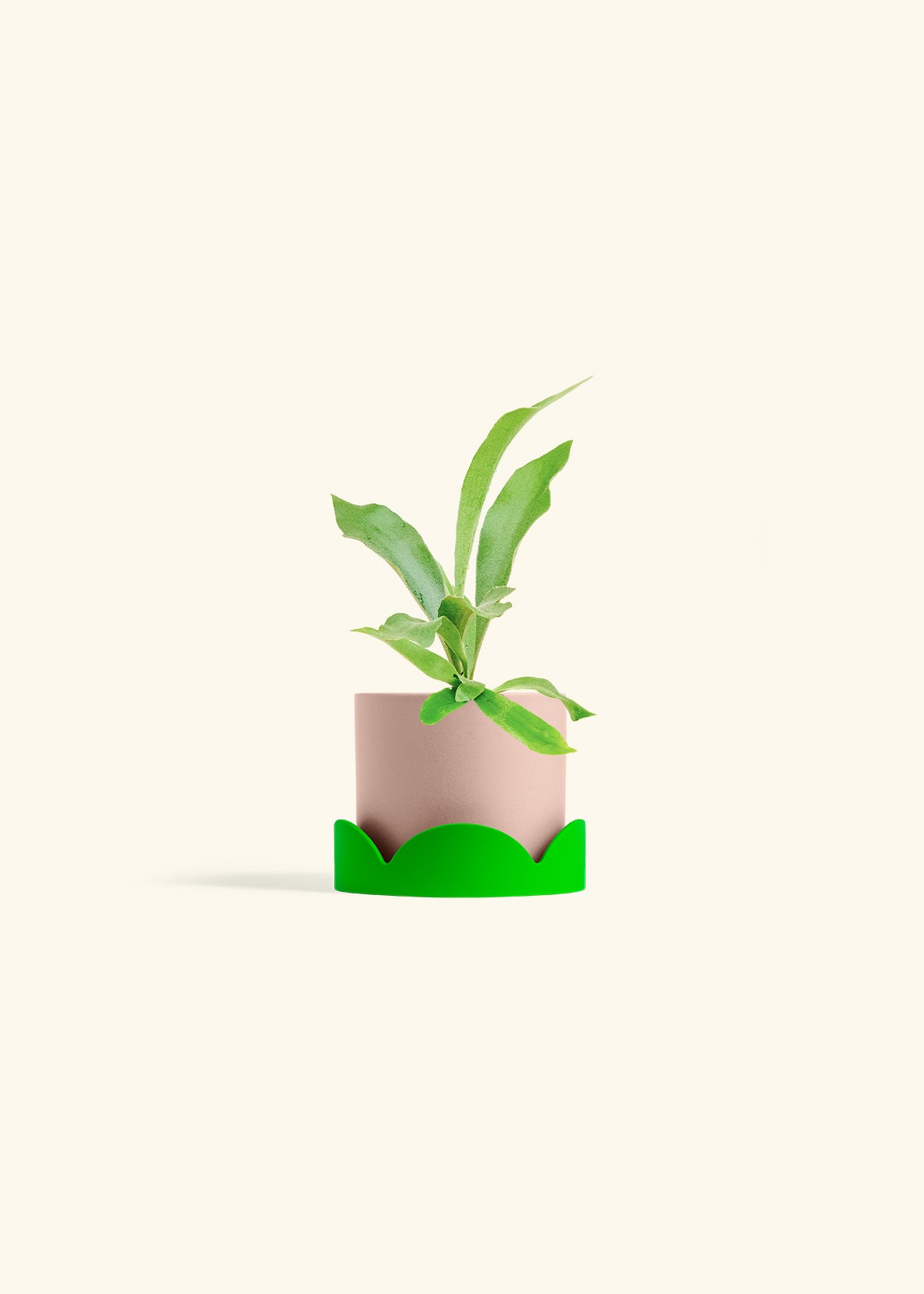 Staghorn Fern in a 4 inches Pink Classic Cylinder Planter in a Shamrock Petal Drip Tray